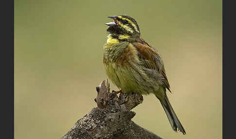 Zaunammer (Emberiza cirlus)