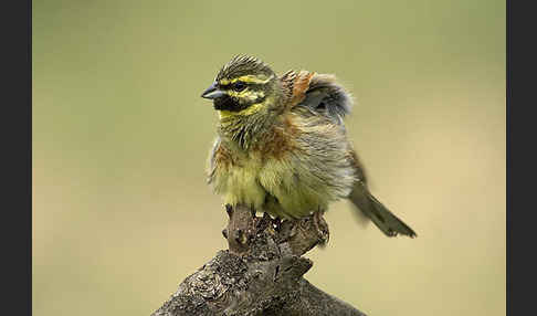 Zaunammer (Emberiza cirlus)