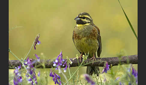 Zaunammer (Emberiza cirlus)