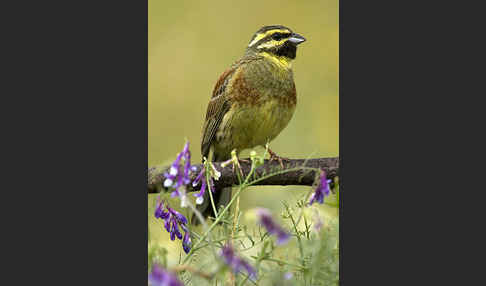 Zaunammer (Emberiza cirlus)