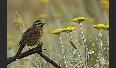 Zaunammer (Emberiza cirlus)