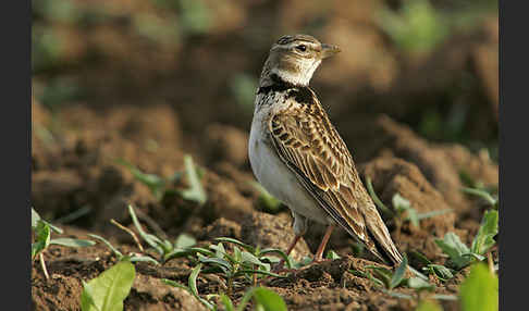 Kalanderlerche (Melanocorypha calandra)