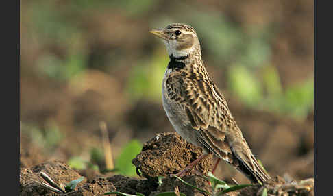 Kalanderlerche (Melanocorypha calandra)