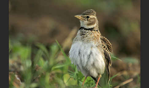 Kalanderlerche (Melanocorypha calandra)