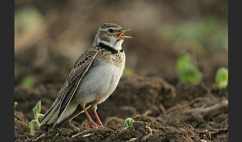 Kalanderlerche (Melanocorypha calandra)