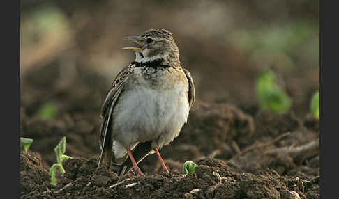 Kalanderlerche (Melanocorypha calandra)