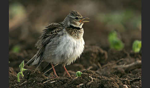 Kalanderlerche (Melanocorypha calandra)