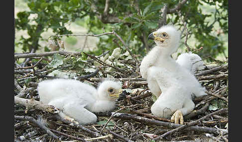 Kaiseradler (Aquila heliaca)