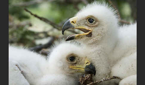 Kaiseradler (Aquila heliaca)