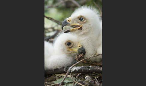 Kaiseradler (Aquila heliaca)