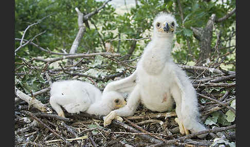 Kaiseradler (Aquila heliaca)