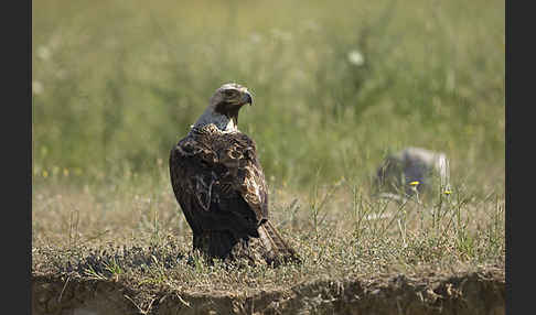 Kaiseradler (Aquila heliaca)