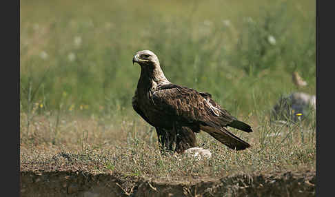 Kaiseradler (Aquila heliaca)