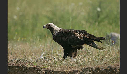 Kaiseradler (Aquila heliaca)