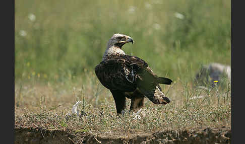 Kaiseradler (Aquila heliaca)