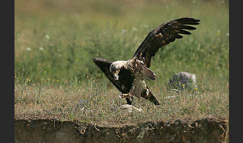 Kaiseradler (Aquila heliaca)