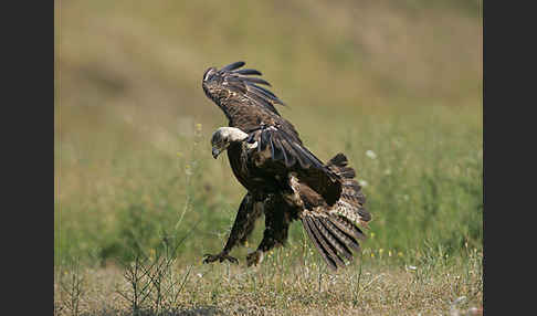 Kaiseradler (Aquila heliaca)