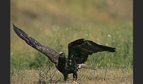 Kaiseradler (Aquila heliaca)