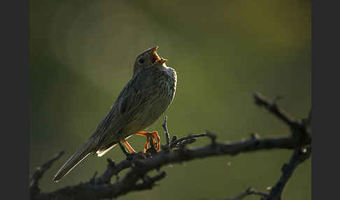 Grauammer (Miliaria calandra)