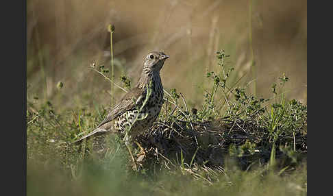 Misteldrossel (Turdus viscivorus)