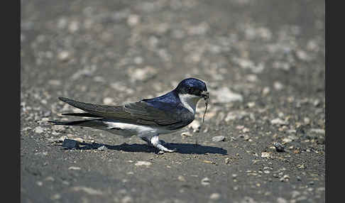 Mehlschwalbe (Delichon urbica)