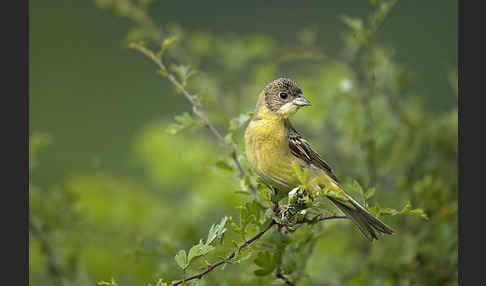 Kappenammer (Emberiza melanocephala)