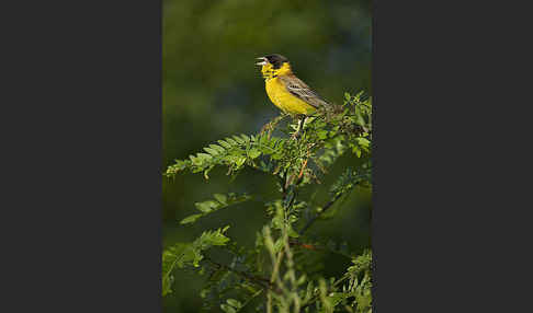 Kappenammer (Emberiza melanocephala)