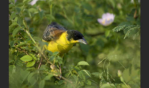 Kappenammer (Emberiza melanocephala)