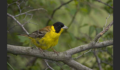 Kappenammer (Emberiza melanocephala)