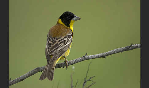 Kappenammer (Emberiza melanocephala)