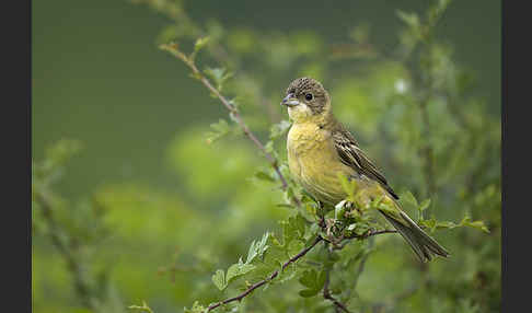 Kappenammer (Emberiza melanocephala)