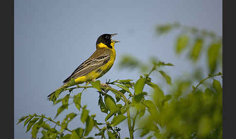 Kappenammer (Emberiza melanocephala)