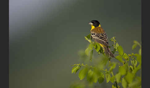 Kappenammer (Emberiza melanocephala)