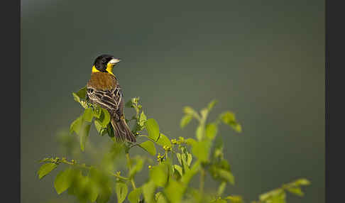 Kappenammer (Emberiza melanocephala)