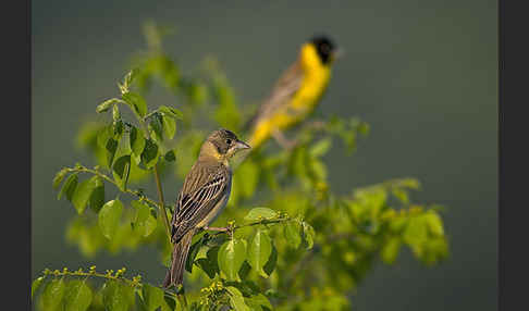 Kappenammer (Emberiza melanocephala)