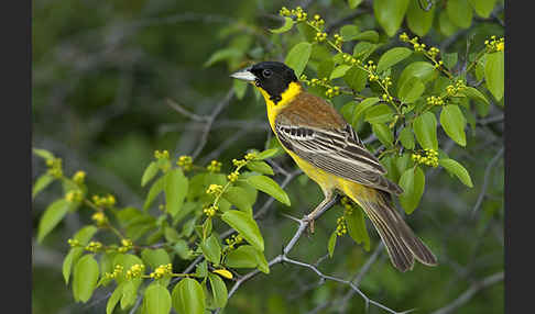 Kappenammer (Emberiza melanocephala)