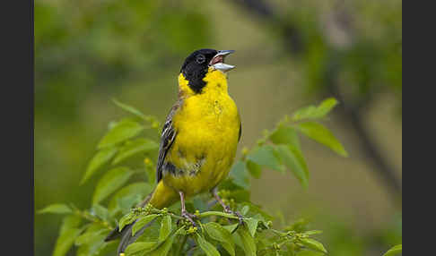 Kappenammer (Emberiza melanocephala)