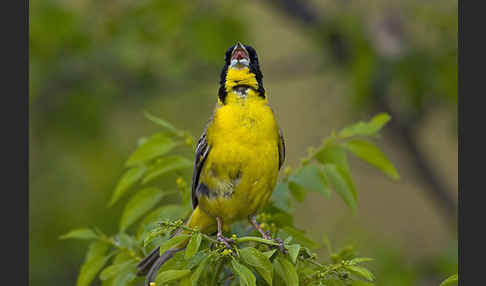 Kappenammer (Emberiza melanocephala)