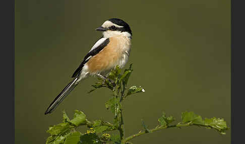 Maskenwürger (Lanius nubicus)