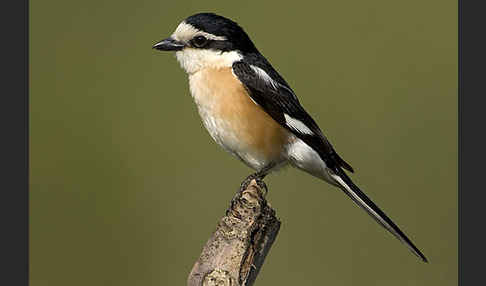 Maskenwürger (Lanius nubicus)