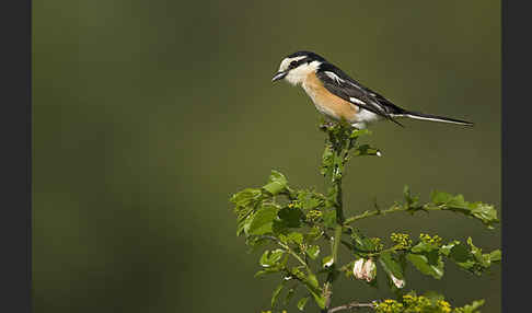 Maskenwürger (Lanius nubicus)