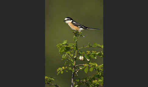 Maskenwürger (Lanius nubicus)