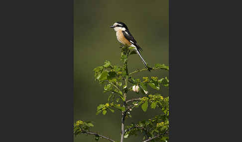 Maskenwürger (Lanius nubicus)