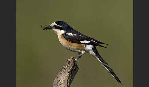 Maskenwürger (Lanius nubicus)