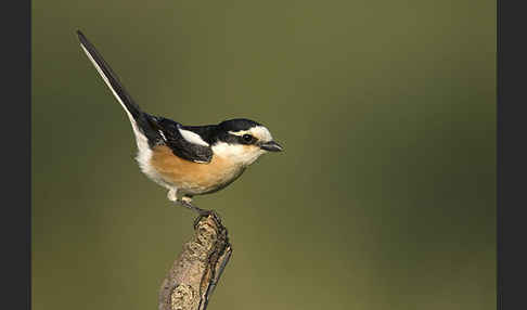 Maskenwürger (Lanius nubicus)