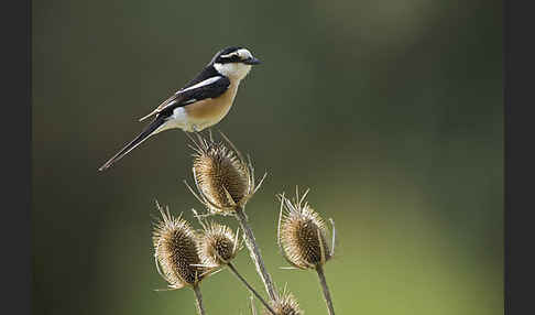 Maskenwürger (Lanius nubicus)