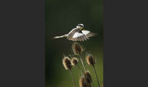 Maskenwürger (Lanius nubicus)