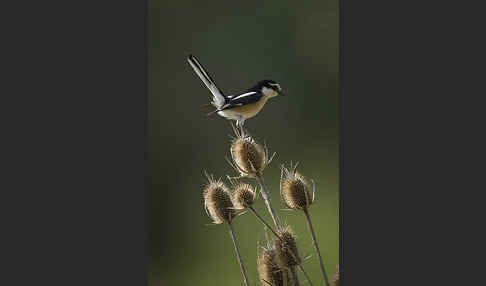 Maskenwürger (Lanius nubicus)