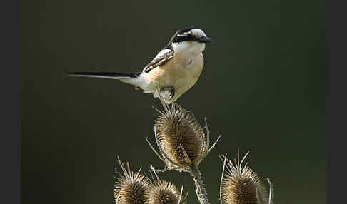 Maskenwürger (Lanius nubicus)