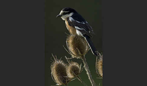 Maskenwürger (Lanius nubicus)